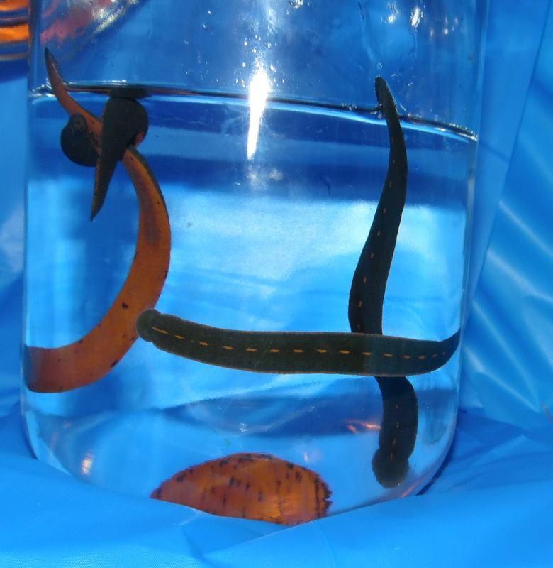 50 North American Leeches