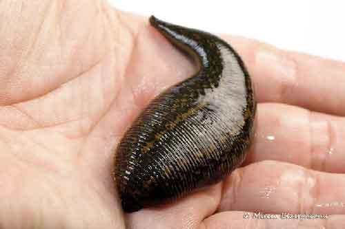 Pregnant Live Leech